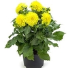 Dahlia Plant - LaBella® Maggiore Yellow