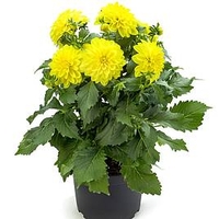 Dahlia Plant - LaBella® Maggiore Yellow