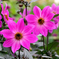 Dahlia Plant - Magenta Star