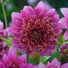Dahlia Plant - Mambo