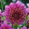 Dahlia Plant - Mambo