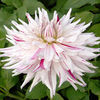 Dahlia Plant - Micks Peppermint