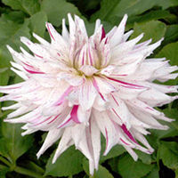 Dahlia Plant - Micks Peppermint