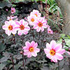 Dahlia Plant - Mystic Dreamer