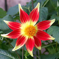 Dahlia Plant - Newquay