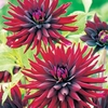 Dahlia Plant - Nuit d Ete