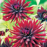 Dahlia Plant - Nuit d Ete