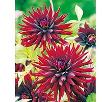 Dahlia Plant - Nuit d Ete