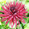 Dahlia Plant - Othello