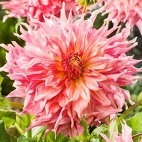 Dahlia Plant - Penhill Watermelon