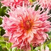 Dahlia Plant - Penhill Watermelon