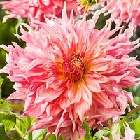 Dahlia Plant - Penhill Watermelon