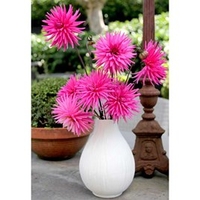 Dahlia Plant - Pink Star