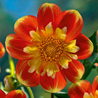 Dahlia Plant - Pooh