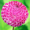 Dahlia Plant - Rachels Place