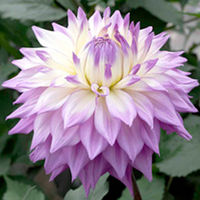 Dahlia Plant - Sir Alf Ramsey