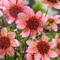 Dahlia Plant - Totally Tangerine