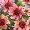 Dahlia Plant - Totally Tangerine