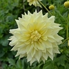 Dahlia Plant - Wanda