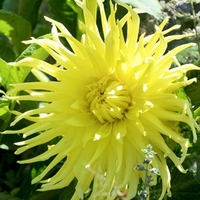 Dahlia Plant - Yellow Star