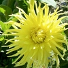 Dahlia Plant - Yellow Star