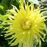 Dahlia Plant - Yellow Star