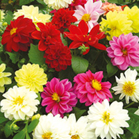 Dahlia Plants - Delight Mix