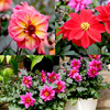 Dahlia Plants - Dreamy Collection