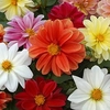 Dahlia Plants - Figaro Miix