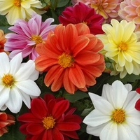 Dahlia Plants - Figaro Mix