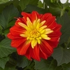 Dahlia Plants - Gardenetta Fireball
