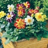 Dahlia Plants - Harlequin Mix