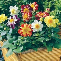 Dahlia Plants - Harlequin Mix