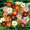 Dahlia Plants - Harlequin Mix