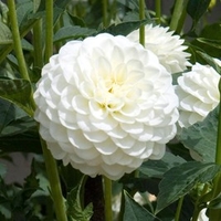 Dahlia Pompon White Aster
