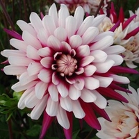 Dahlia Rebeccas World