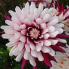 Dahlia Rebeccas World