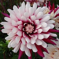 Dahlia Rebeccas World
