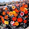 Dahlia Seeds - Dobies Bright Eyes