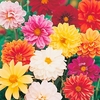 Dahlia Seeds - Dwarf Amore Mixed