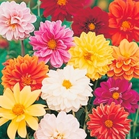 Dahlia Seeds - Dwarf Amore Mixed
