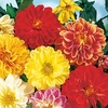 Dahlia Seeds - Early Bird Mixed