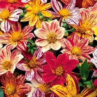 Dahlia Seeds - Fireworks
