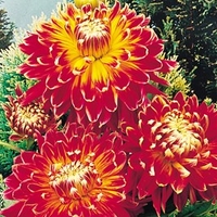 Dahlia Show & Tell