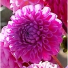 Dahlia Tubers - Addison June