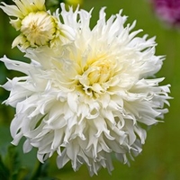 Dahlia Tubers - Avalance