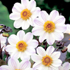 Dahlia Tubers - Bishop of Dover