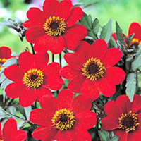 Dahlia Tubers - Bishop Twin Pack