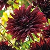 Dahlia Tubers - Black Touch