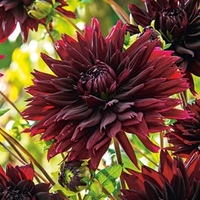 Dahlia Tubers - Black Touch